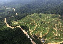 Preserving the Forests of Borneo From Palm Oil’s Pull