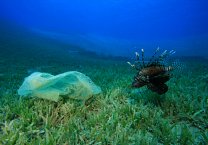 Waiting for Action on Plastic Bags