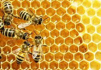 Lessons for Sustainability Strategies from the Honeybee Decline