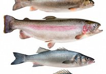 Sustainable Seafood: One Fish, Two Fish, Red Fish, Green Fish